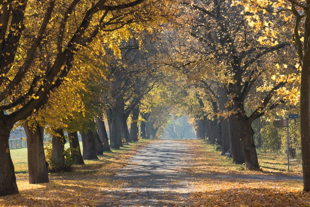 Laan met oude bomen in herfstkleuren